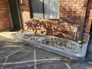 3rd Sep 2025 - Geraniums Are In