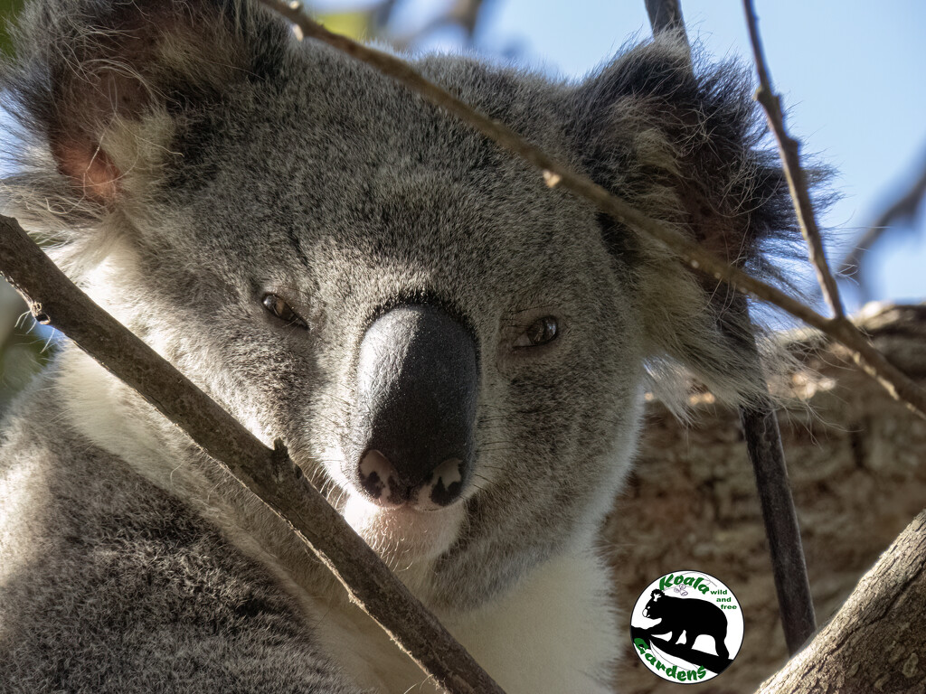 young Momo by koalagardens