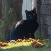 3rd Sep 2025 - Neighourhood Shadow