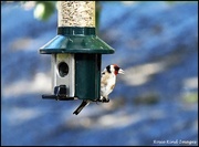 3rd Sep 2025 - Goldfinch