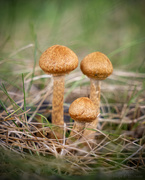3rd Sep 2025 - Magic mushrooms?