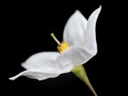 3rd Sep 2025 - Jasmine