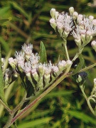 3rd Sep 2025 - Boneset