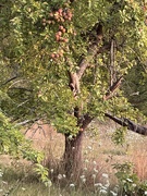 3rd Sep 2025 - Apple picking time 
