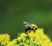 3rd Sep 2025 - Golden Mountain