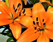 4th Sep 2025 - Beautiful Lilies From A Bouquet ~