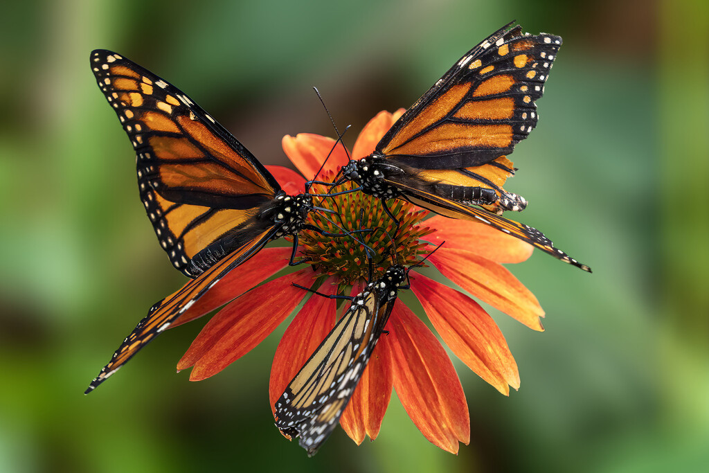 Monarch Triangle by kvphoto