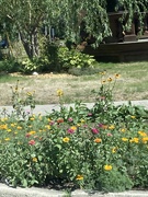 3rd Sep 2025 - Wild Flowers