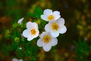 3rd Sep 2025 - White Cinquefoil