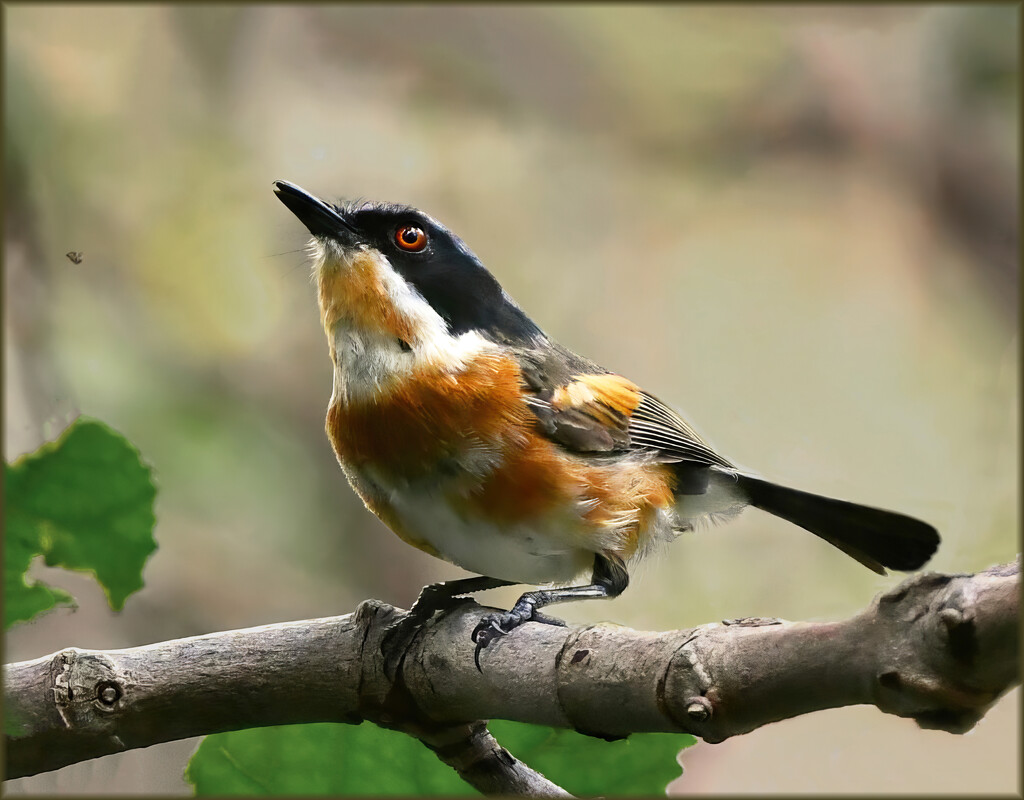 He spotted something edible by ludwigsdiana