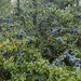 Sloe berries look ready by aimeebarr
