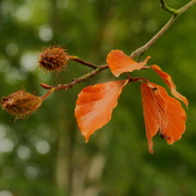 4th Sep 2025 - Autumn comes 