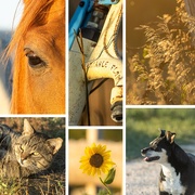 1st Sep 2025 - around the horse pen