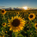Sunflowers and Sunburst!  by rjb71