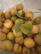 4th Sep 2025 - Pears a plenty 