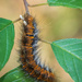 A caterpillar on a buckthorn by haskar