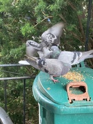 4th Sep 2025 - Breakfast Brawl