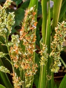 4th Sep 2025 - Volunteers beneath the bird feeder