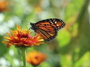 4th Sep 2025 - Still Here (for Now)