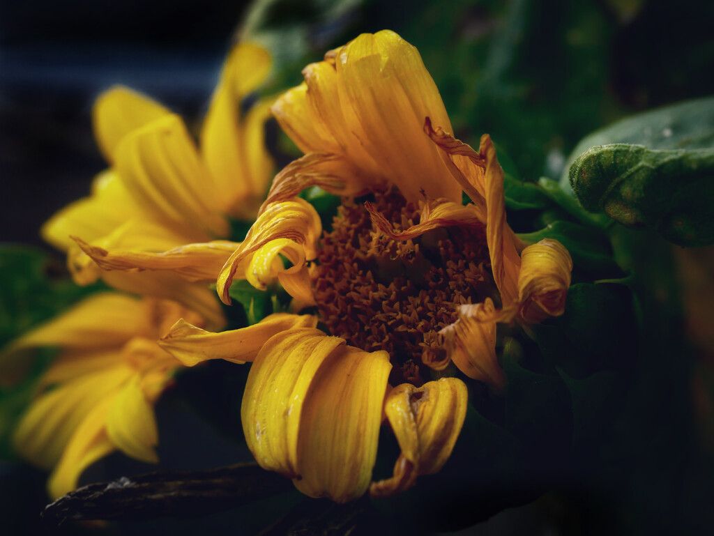 Low key sunflower by ljmanning