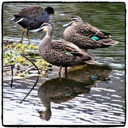 5th Sep 2025 - Pacific Black Ducks `