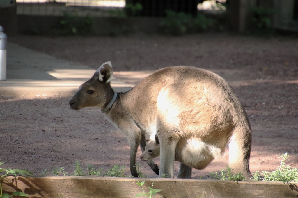 Momma And Her Joey In A Pouch by randy23