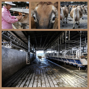 5th Sep 2025 - A month of filters: The dairy