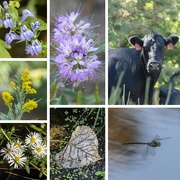 2nd Sep 2025 - along the creek