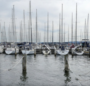 5th Sep 2025 - Masts