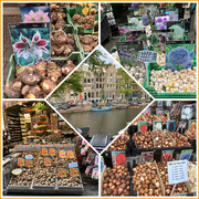 5th Sep 2025 -  Bulbs Galore from Amsterdam 