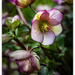 Hellebore.. by julzmaioro