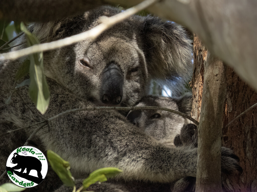 quiet time with mum by koalagardens