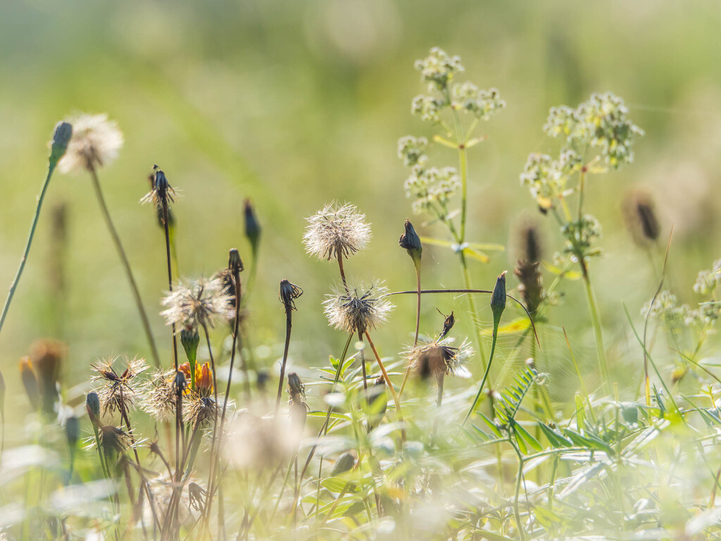 Autumn meadow by haskar