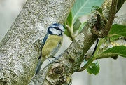 5th Sep 2025 - Blue Tit
