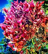 5th Sep 2025 - Radiant