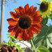 Beautiful Mexican Sunflower