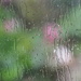 Through the window and rain a spot of colour on a wet and gloomy day  by whippy