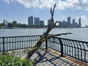 5th Sep 2025 - Poor Tree