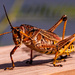 Eastern Lubber Grasshopper Adjusting it's Antenna! by rickster549