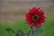 5th Sep 2025 - My First-Ever Dahlia...