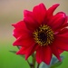 Dahlia Closeup... by bjywamer