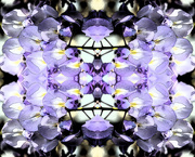 3rd Sep 2025 - Wisteria kaleidoscope 