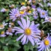 Michaelmas daisies  by boxplayer