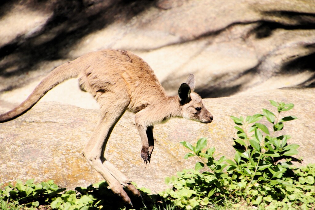Jumping Joey by randy23