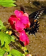 6th Sep 2025 - Delicate Beauty