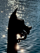 6th Sep 2025 - Lurking in the Small Boat Harbour