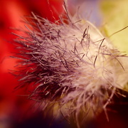 6th Sep 2025 - Hairy 