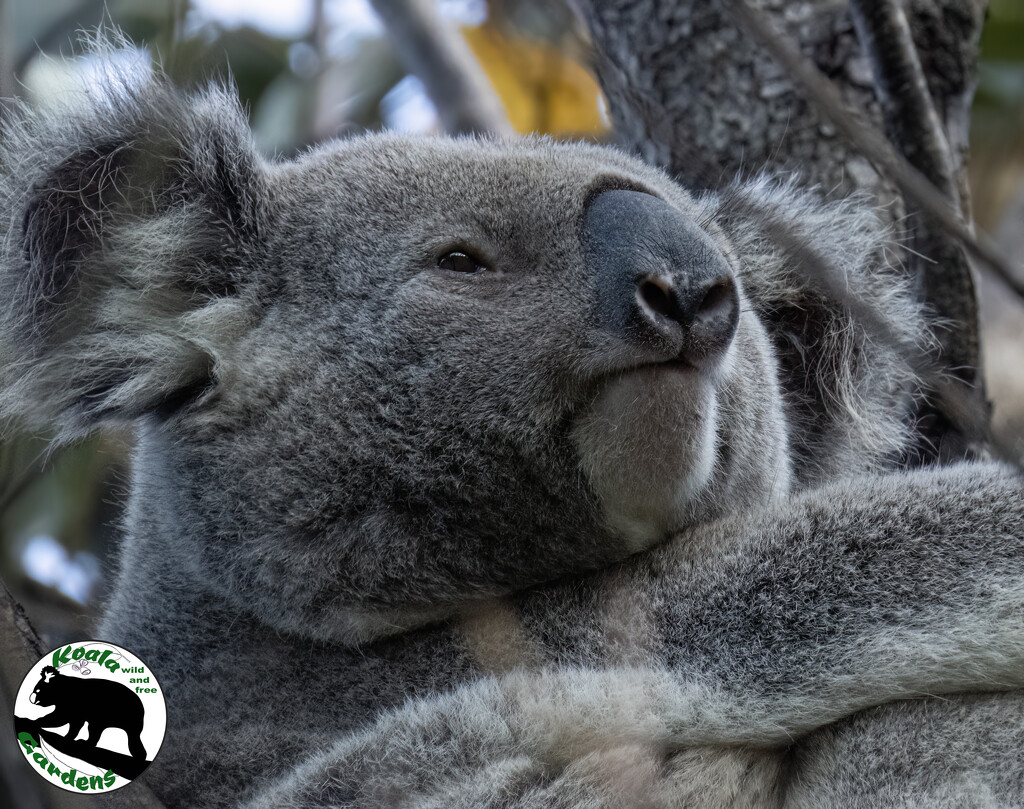 tree hugger by koalagardens
