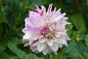 6th Sep 2025 - Hybrid Dahlia