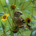American Goldfinch Gal by kvphoto